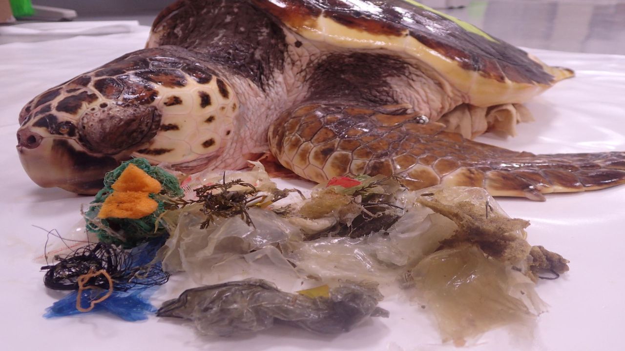 ▲ 작년 8월 제주 중문에서 방류된 붉은바다거북이가 9월 부산에서 좌초된 채 발견됐다. 거북이 장 속에서 많은 양의 비닐과 플라스틱이 발견됐다. ⓒSBS
